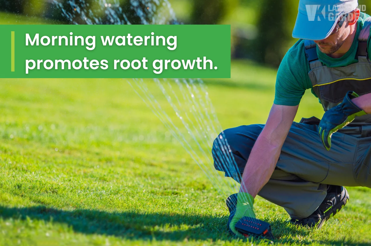 Man watering lawn in morning with sprinkler to promote root growth.