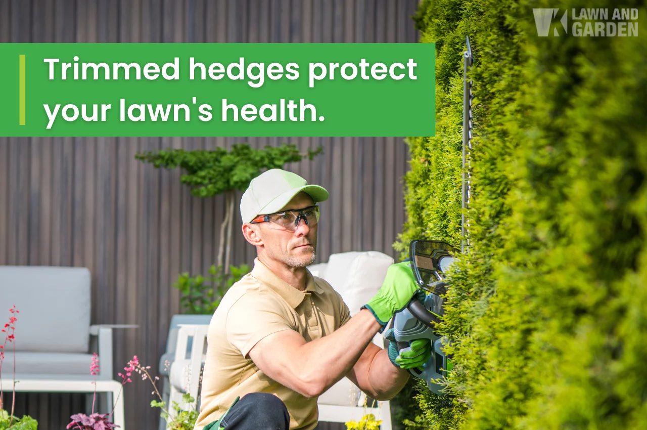 Man trimming tall green hedges with electric hedge trimmer.