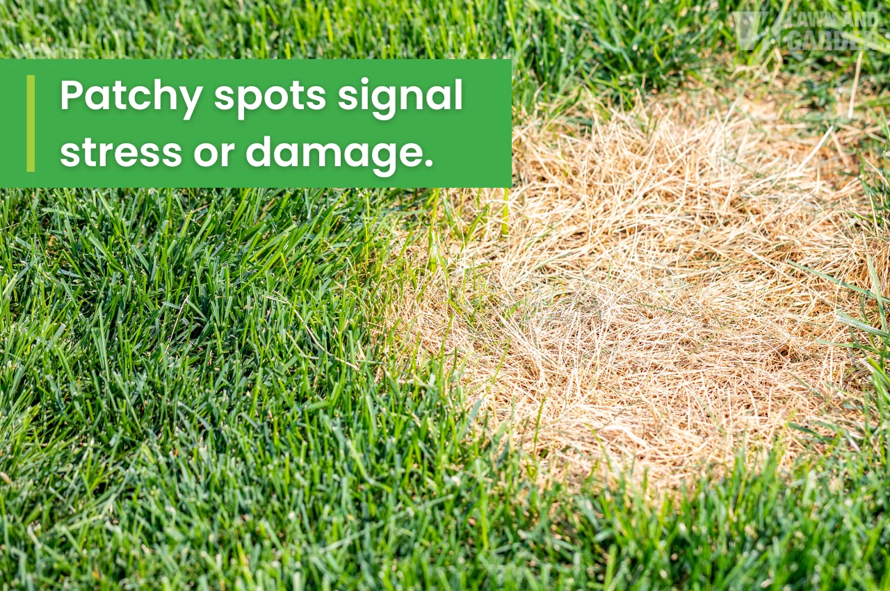 Dry, brown patch in green lawn showing turf stress or damage.